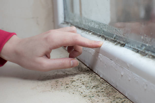 Environmental Consulting for Mold Prevention in Hart, MI